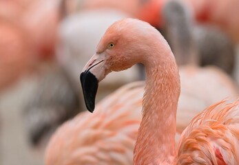 Fototapeta premium pink flamingo portrait