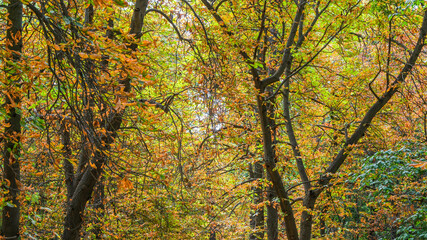 Autumn, forest, El Retiro Park, Madrid, Spain, Europe