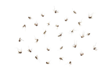 Dead mosquitoes on white background, Dangerous vehicle of zika virus, dengue virus, chikungunya, malaria and other infections.