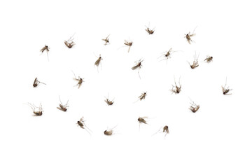 Dead mosquitoes on white background, Dangerous vehicle of zika virus, dengue virus, chikungunya, malaria and other infections.