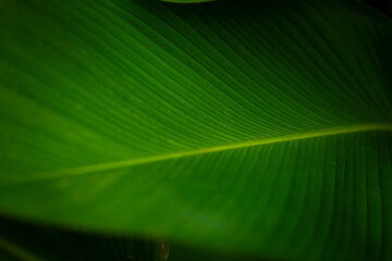 Abstract of green leaves in dark tone for background texture concept.