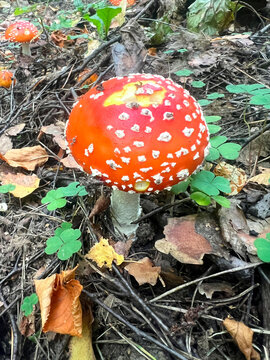 Poisonous mushroom fly agaric grows in the forest
