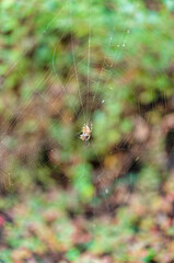 Spider on Web in Natural Forest Background