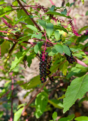 Cluster of Black Berries on Red Stems with Green Leaves in Sunlight