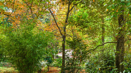 Obraz premium Autumn, forest, El Retiro Park, Madrid, Spain, Europe