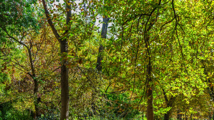 Autumn, forest, El Retiro Park, Madrid, Spain, Europe