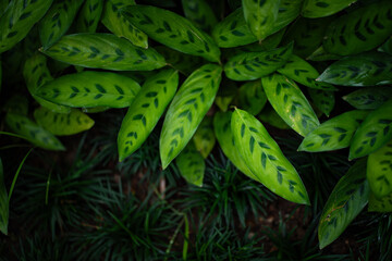 Abstract of green leaves in dark tone for background texture concept.