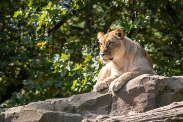 Lion (Panthera leo)