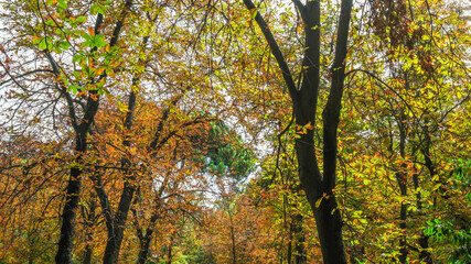 Obraz premium Autumn, forest, El Retiro Park, Madrid, Spain, Europe