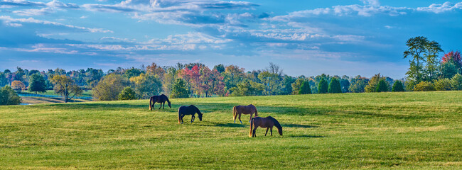 Group of thoroughbred horses grazing with colorful fall trees.