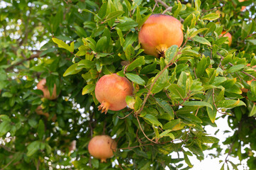 Summer orchard bounty, Sunlit grove presenting ripe fruits and rustic natural scenery, Mature pomegranates hanging within sundrenched orchard surrounded by heavy greenery