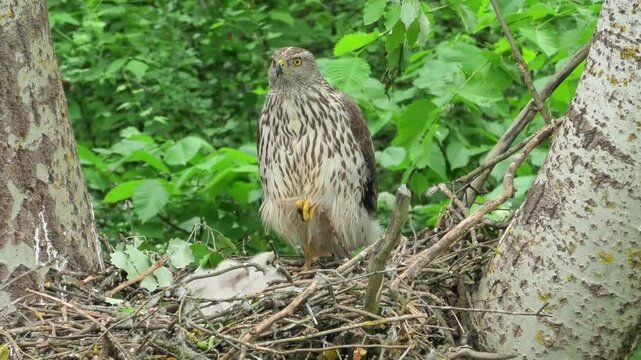 A female goshawk at a nest with chicks