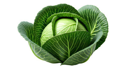 Fresh green cabbage head with crisp outer leaves and tightly packed inner core isolated on transparent background
