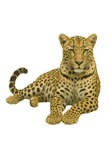 Fototapeta premium A regal leopard reclines gracefully, its spotted coat a testament to nature's artistry and a symbol of wild elegance