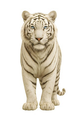 Naklejka premium Majestic white tiger with striking blue eyes standing proudly on a clean white background