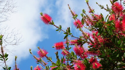 A bottlebrush plant with vibrant red flowers blooms against a bright blue sky with scattered white clouds.