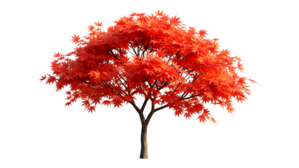 Vibrant red maple tree with dense foliage in autumn colors isolated on transparent background