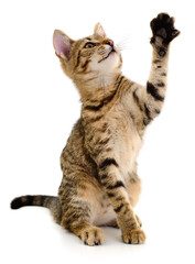 Obraz premium Playful tabby kitten raising paw isolated on white background