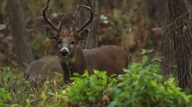 White-tailed Deer buck in woods