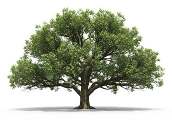 Obraz premium A large lush green deciduous tree with a strong trunk and spreading branches