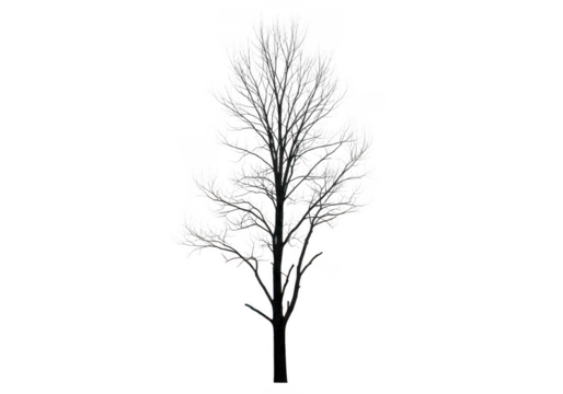 Bare tree silhouette with intricate branches against a stark transparent background