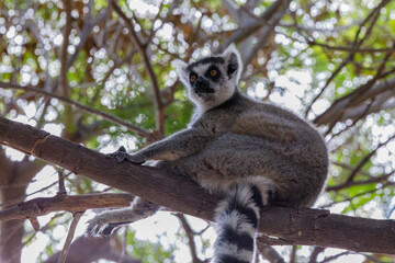 A ring-tailed lemur sits on a tree branch