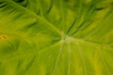 background green leaf surface close-up	