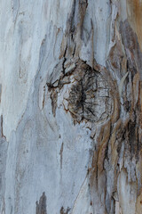 bark of a tree close up