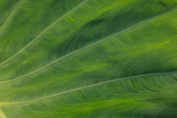 background green leaf surface close-up