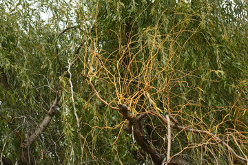 Corkscrew Willow tree closeup