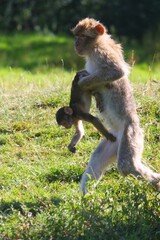 Obraz premium Mischievous Baby Monkey