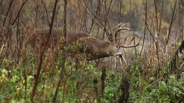 White-tailed Deer buck rubbing antlers on saplings, rut 
