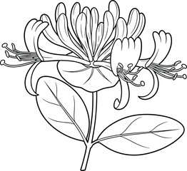 Honeysuckle flower botanical illustration with detailed petals and leaves, elegant black and white line art drawing for floral design, decor