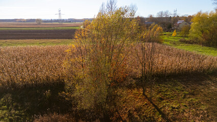 Naklejka premium Aerial view of a vast agricultural landscape featuring golden fields and distant trees, showcasing the vibrant colors of autumn daylight in Poland's countryside.