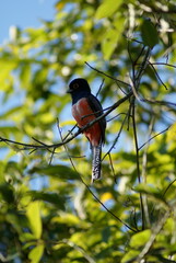 blue-crowned trogon