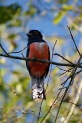Trogon