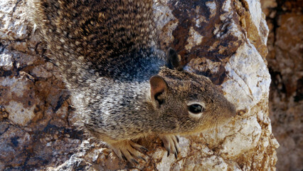 Fototapeta premium CA Vta Squirrel on Beach Rocks Horizontal 3 2025