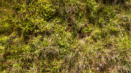 A vibrant close-up of fresh green grass and foliage under bright sunlight, showcasing intricate textures and natural beauty, ideal for environmental themes and nature-related projects.