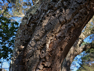 Ch&ecirc;ne li&egrave;ge