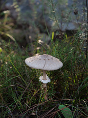 L&eacute;piote &eacute;lev&eacute;e (coulemelle)