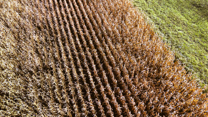Aerial view of golden cornfield during harvest season, showcasing neat rows of tall corn plants against a green backdrop, symbolizing agriculture and rural life.