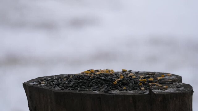 Birdfeeder 0995 Chickadee Birds Wildlife Squirrel Backyard