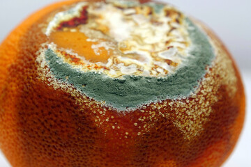 Overripe and rotten mandarin. Rotten tangerine covered with mold