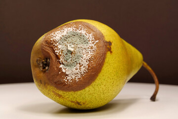 Rotting fruits. Over ripe and rotten pear, covered with mold and fungus