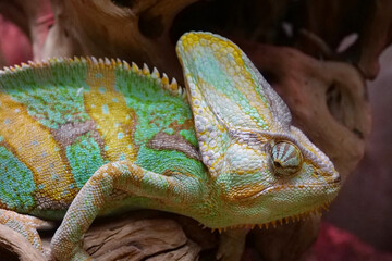 Beautiful chameleon. Known for their ability to change body color