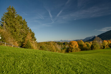 Fototapeta premium Golden autumn trees in Indian summer colors at sunset in Nesselwang, East Allgäu Alps. Soft evening light on German Alps during sunny fall day in Bavaria. Goldener Herbst Bayern.