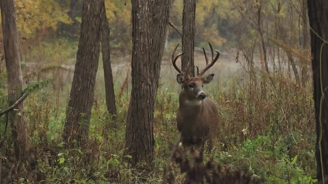 White-tailed Deer buck in forest