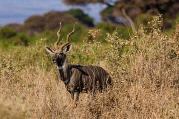 Obraz premium Tarangire National Park, Tanzania: Alert Male Kudu in the Savanna.