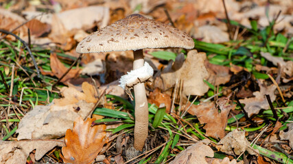 mushrooms in the forest