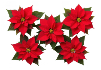 Five red poinsettia flowers with green leaves isolated on transparent background